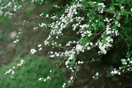 大自然野花