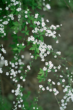 特写小白花