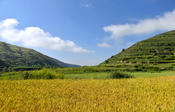 夏日麦田