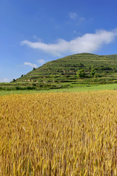 夏日麦田