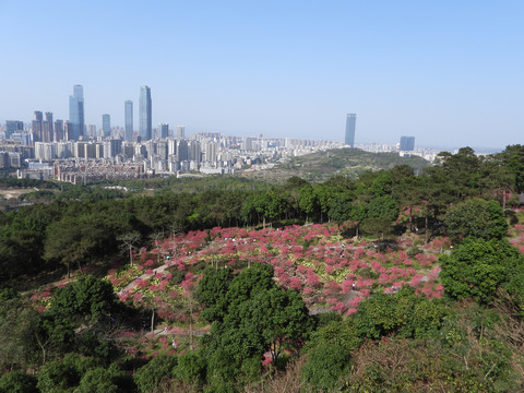 桃花盛开