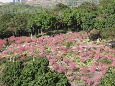 桃花盛开