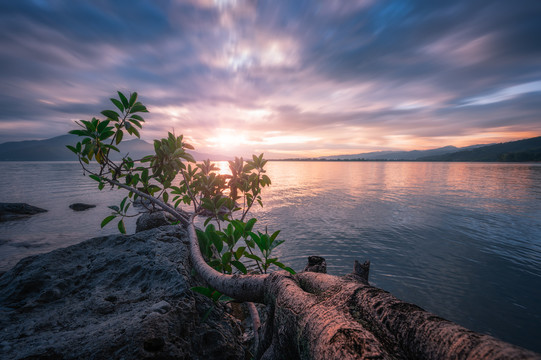 邛海橡树