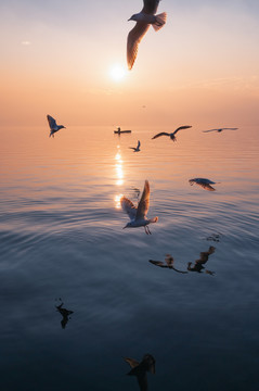 清晨觅食的海鸥