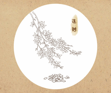 線描中草藥連翹