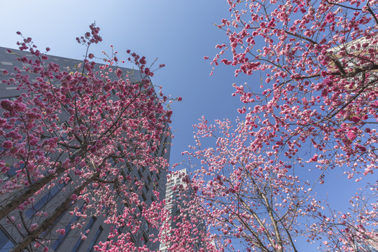 樱花高层建筑蓝天城市景观