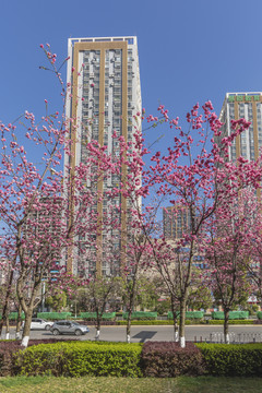 櫻花高層建筑藍天城市景觀