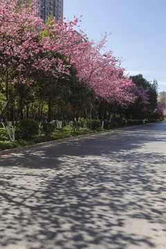 樱花城市道路蓝天