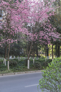 櫻花藍(lán)天