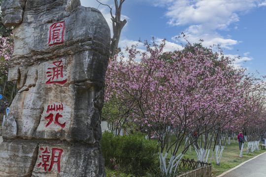 蓝天白云垂丝海棠