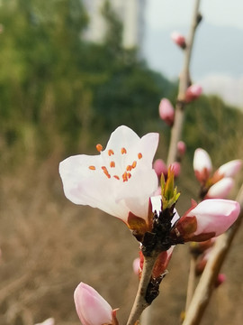 桃花