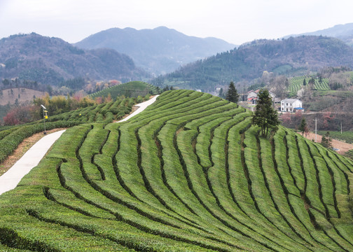 高山生态茶园