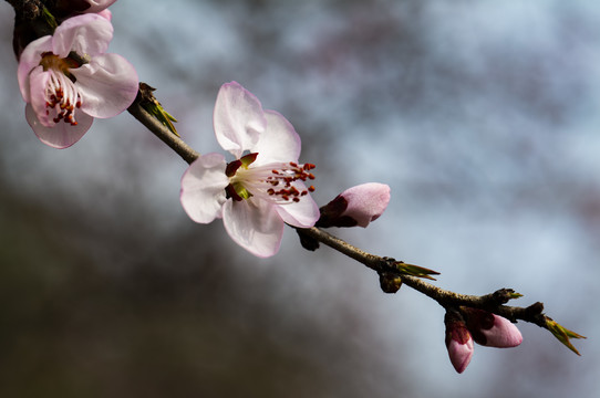 繁花闹春