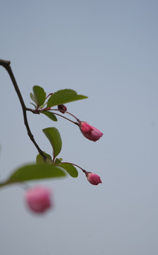 海棠花树枝