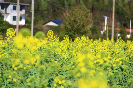 油菜花