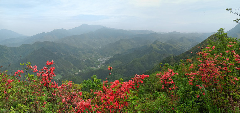 映山红