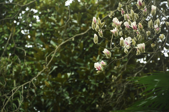 唯美玉兰花枝