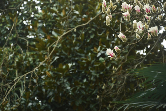 春暖花开