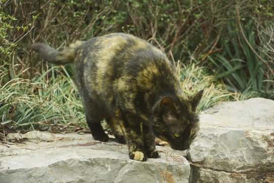 黄黑相间的猫