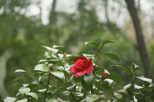 茶花