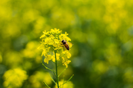 油菜花