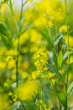 油菜花