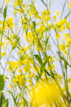 油菜花