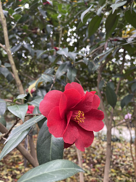 鲜红的茶花花朵