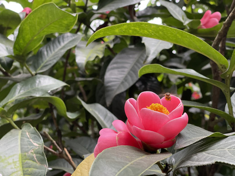 蜜蜂采蜜花朵花丛