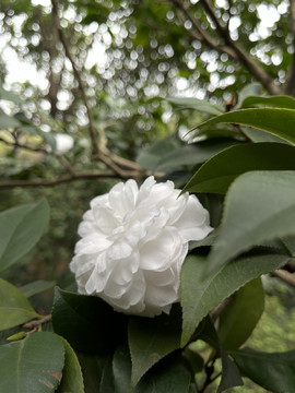 白色山茶花