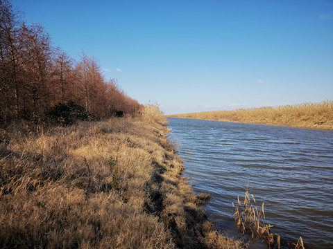 东滩湿地