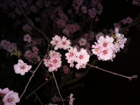 梅花