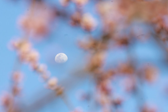春天桃花盛开映月