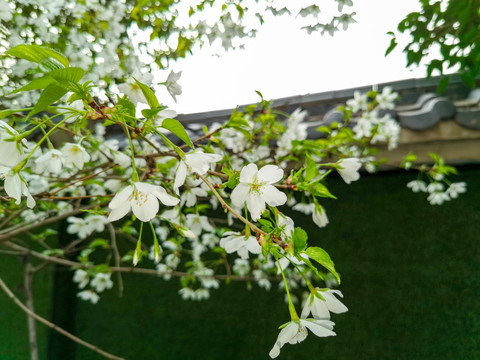 山樱桃花高清特写