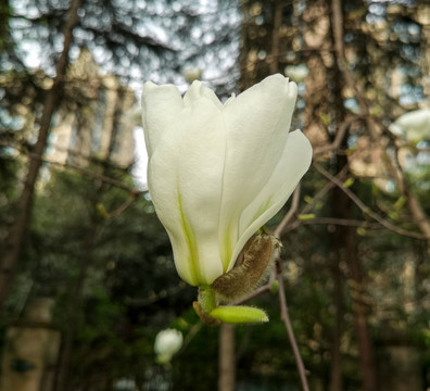 白色玉兰花蓝天背景清新素材