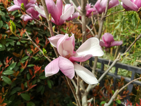 紫玉兰花玉兰花特写