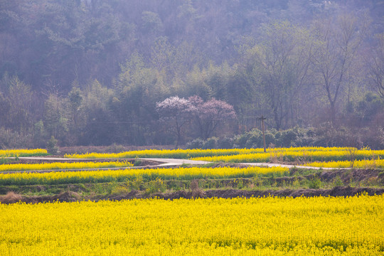 田园风光