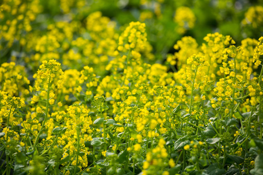 油菜花