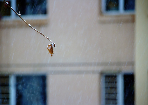 雪中那片叶