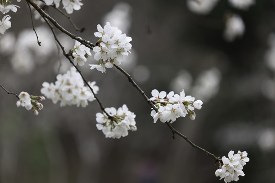 樱花绽放