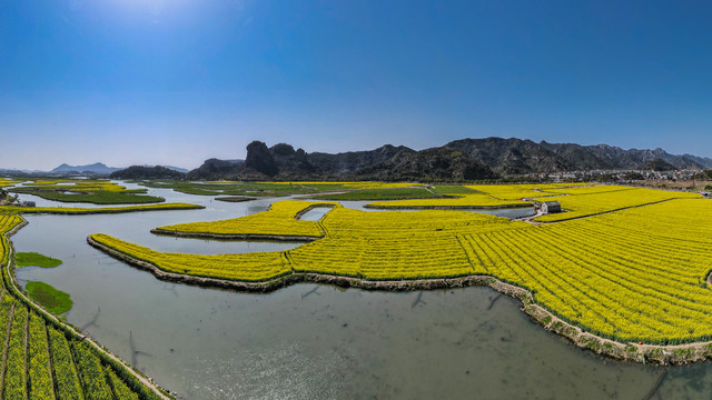 油菜花