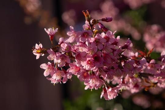 樱花