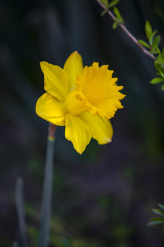 水仙花