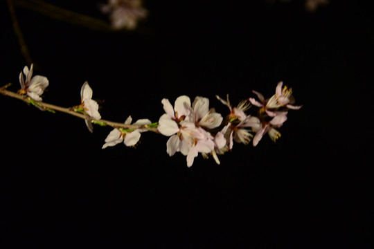 兰州初春桃花开