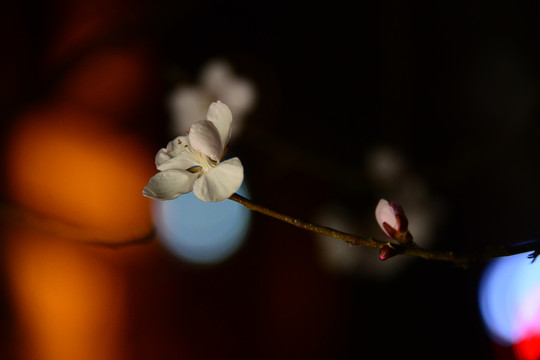 兰州初春桃花开