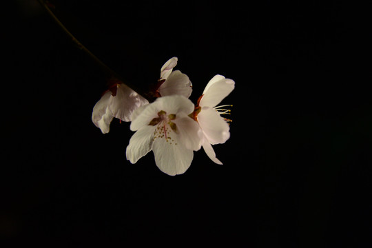 兰州初春桃花开