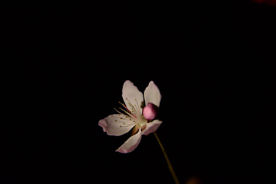 兰州初春桃花开