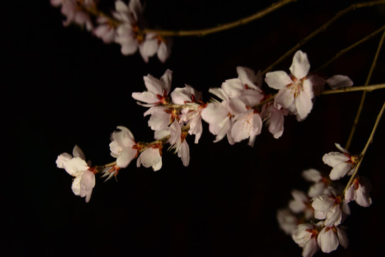 初春桃花开