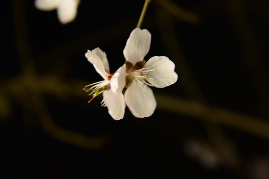 初春桃花开