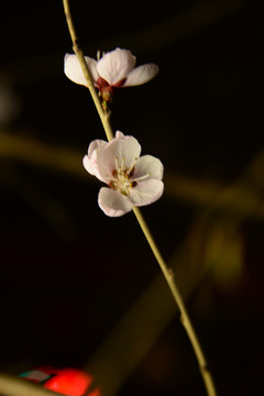 初春桃花开